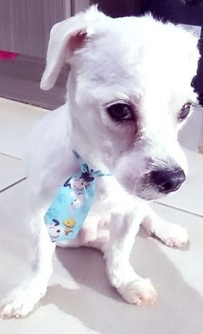 Quero uma namorada - Foto 3