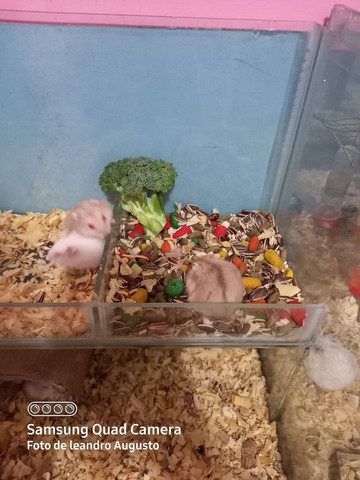 Hamster anão russo filhotes saudáveis - Foto 2