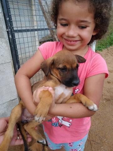 Cachorro vira lata doação - Foto 5