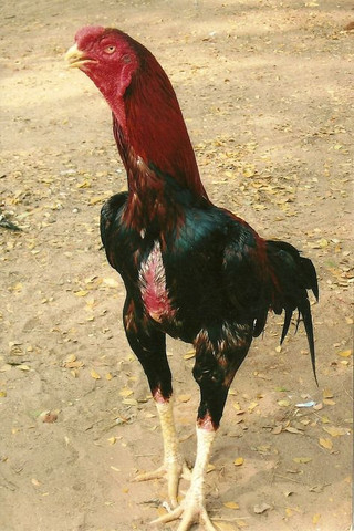 Galo e galinha e 5 pintinhos.
