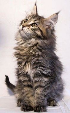 maine coon