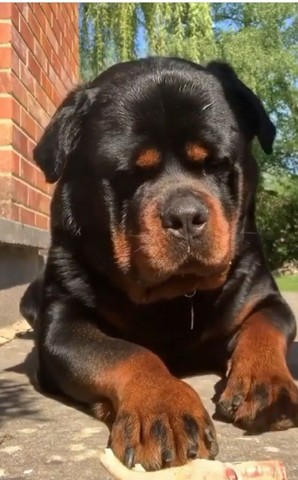 Parrudos top são os alemão 