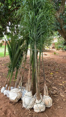 Mudas Palmito Guariroba/Gueiroba - Foto 6
