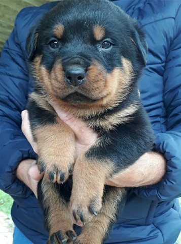 Parrudos top são os alemão  - Foto 3