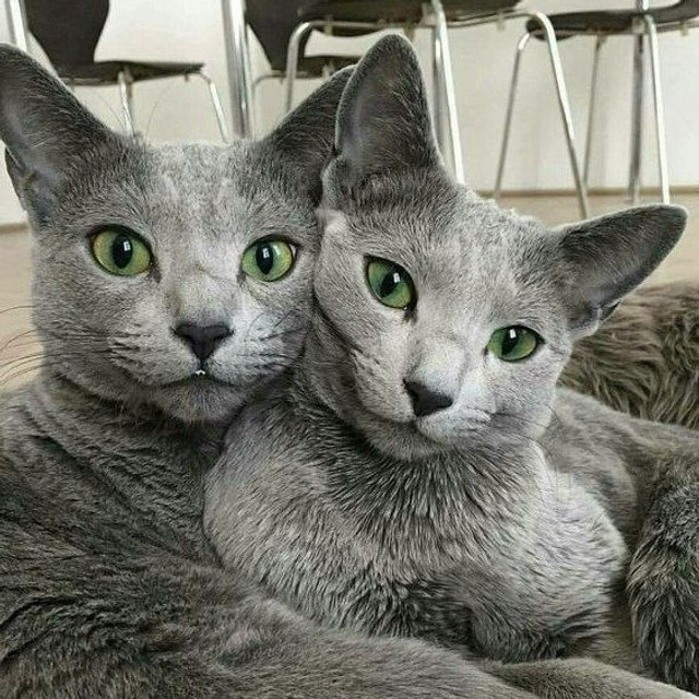 russian blue