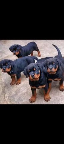 Lindos filhotes de Rottweiler para pronta entrega 