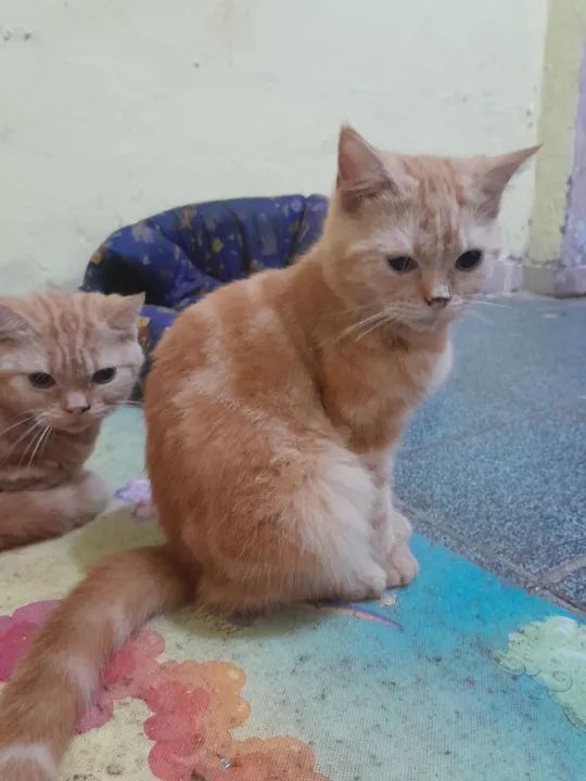 Filhotes Scottish Fold e Scottish Straight 