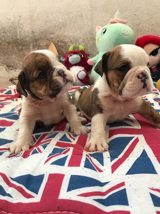 Bulldog Inglês . - Foto 2