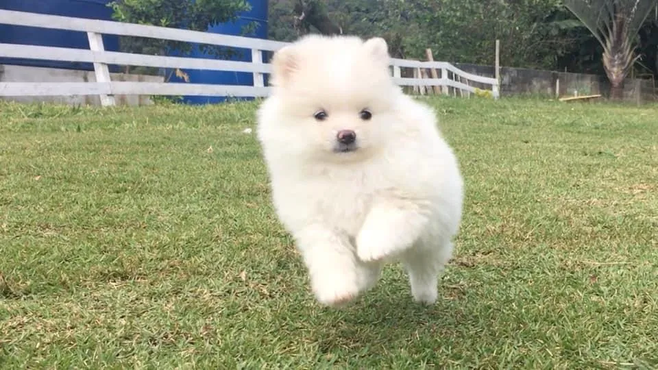 Lulu da pomerania com pedigree 