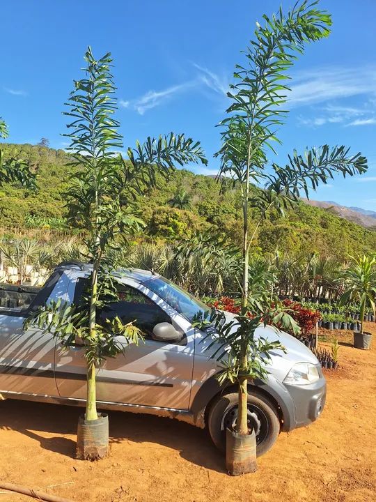 Palmeira rabo de raposa 3 mts