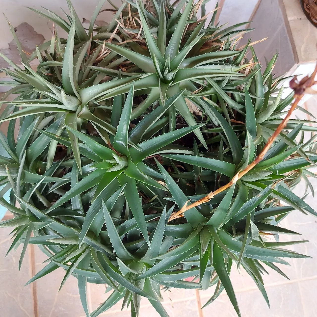 Dyckia brevifolia - Cacto - Suculenta - Foto 3