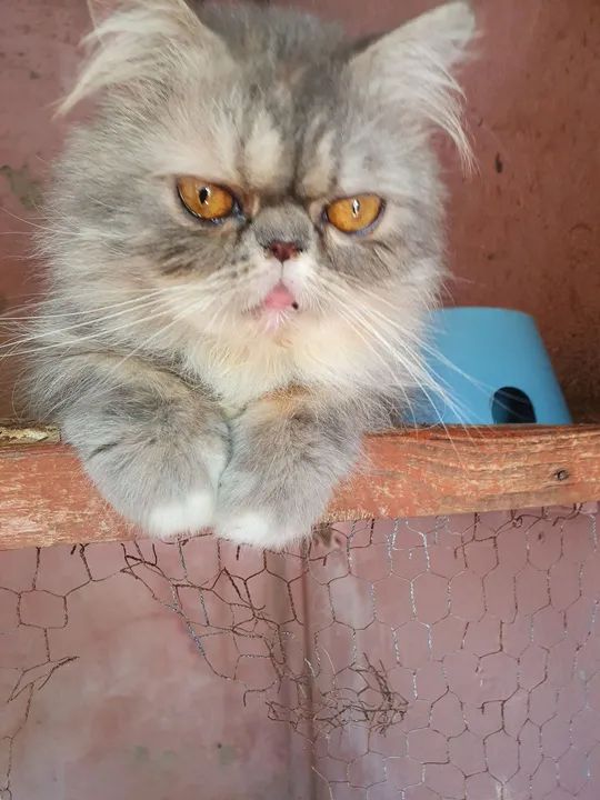 Casal de gatos persa com pedigree - Foto 2