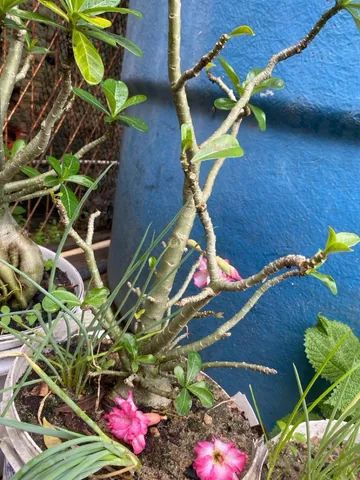 Flor do deserto  - Foto 4