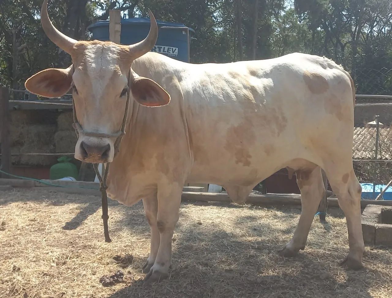 Vaca gersolanda - Foto 2