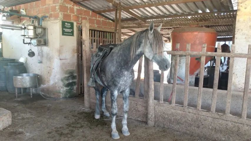 Cavalo Mangalarga Marchador 5 anos - Foto 6