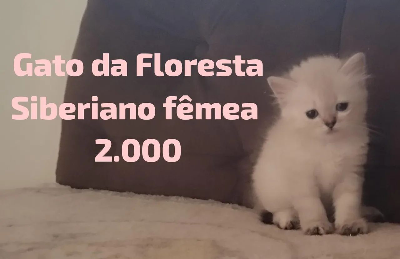 British, Angorá, Gato da Floresta e Chartreux 