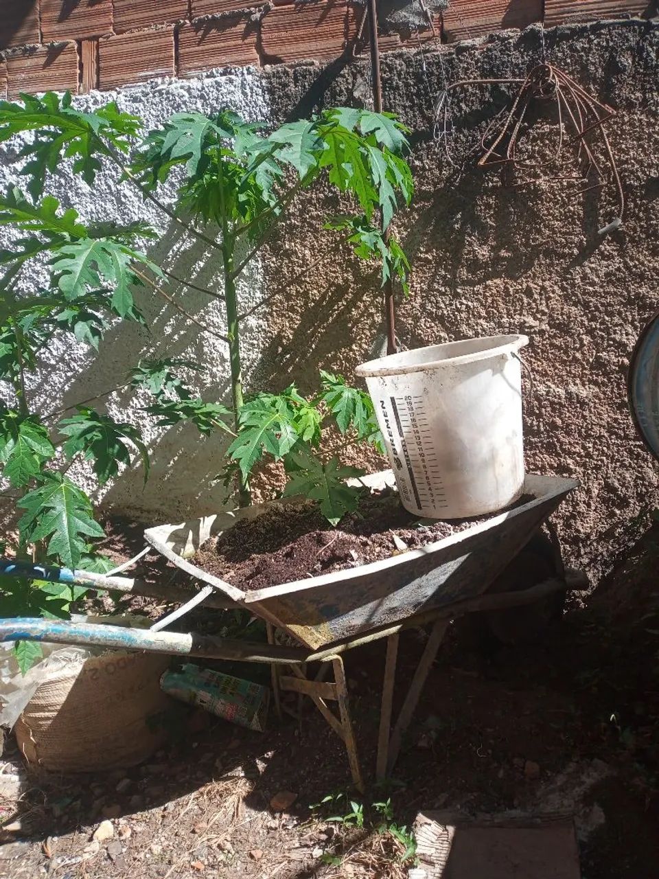 Vasos para plantas - Foto 2