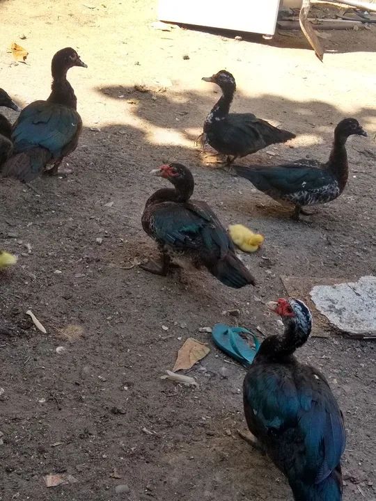 Patos  novos sete meses