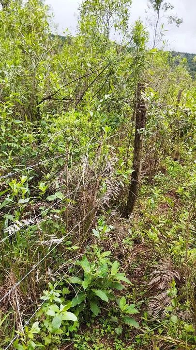 Sítio 4 hectares Batingueira Taquara  - Foto 3