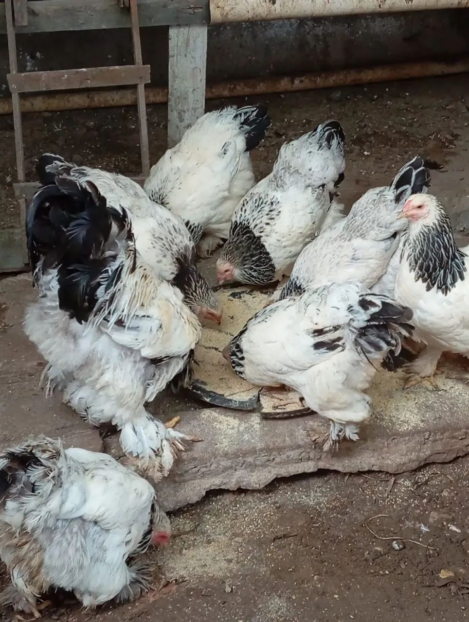 Pintos da raça Brahma para venda - Foto 6