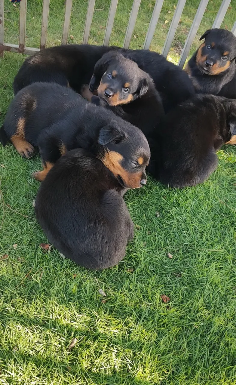 Filhotes de Rottweiler Disponível ?
