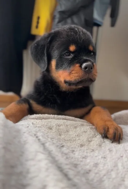 Rottweiler Companheiro