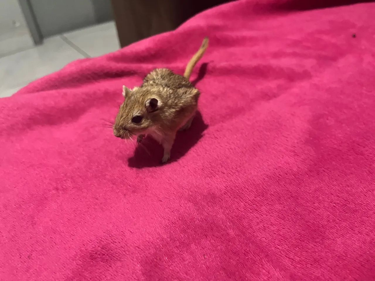 Esquilo da Mongólia fêmea. 