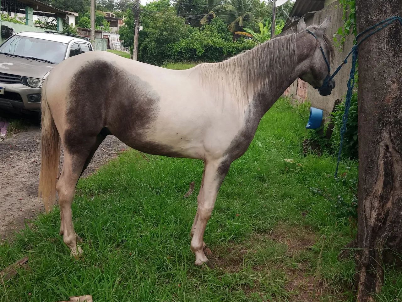 Potro Mangalarga Marchador