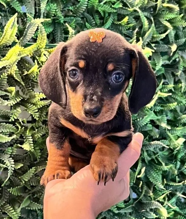 dachshund perfeito