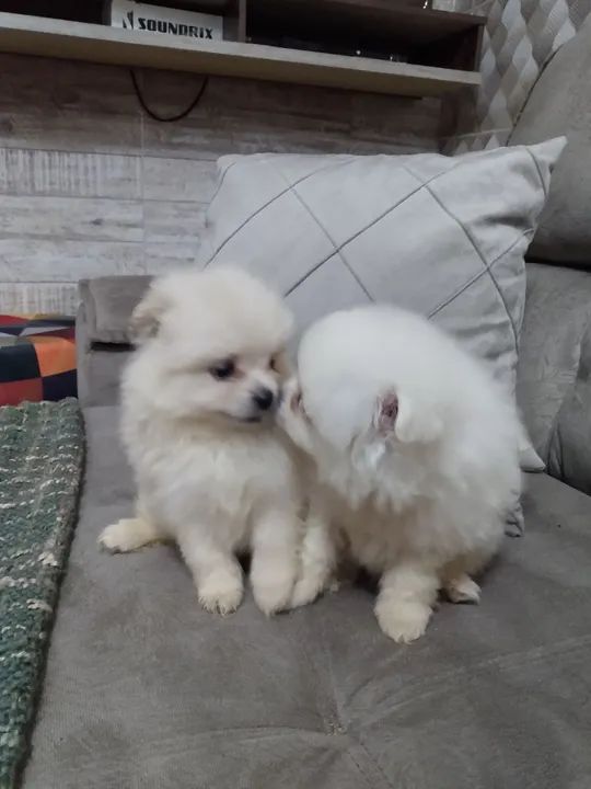 Filhotes de Spitz Alemão - Foto 2