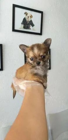 Chihuahua fêmea pelo longo- Vacinada E Pedigree - 12 x no Cartão - Whatsapp na descrição