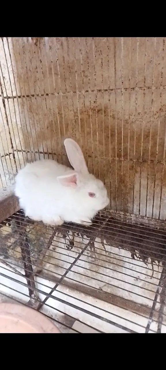 Vendo uma COELHA FÊMEA  por 120