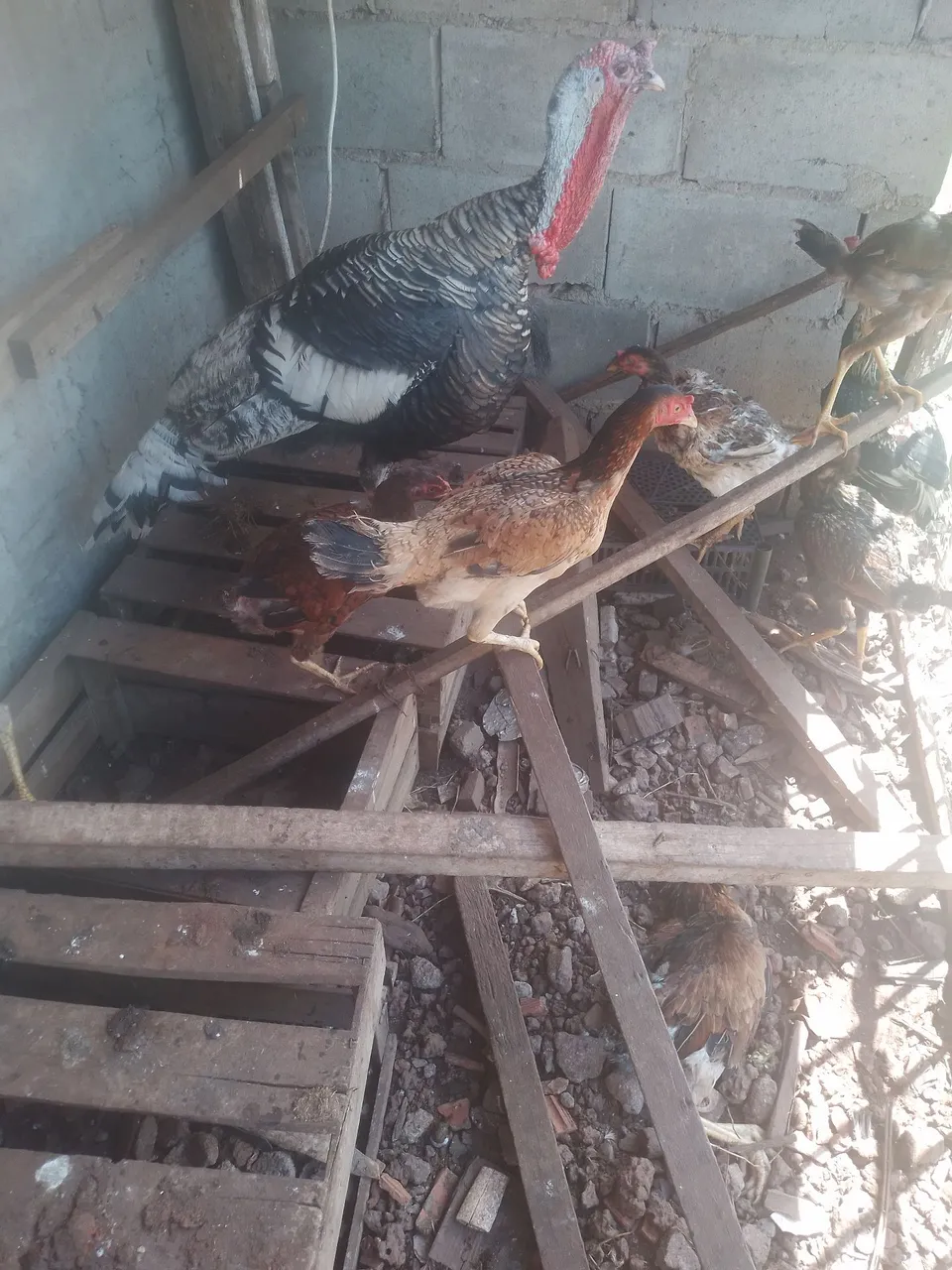 Galinhas caipira