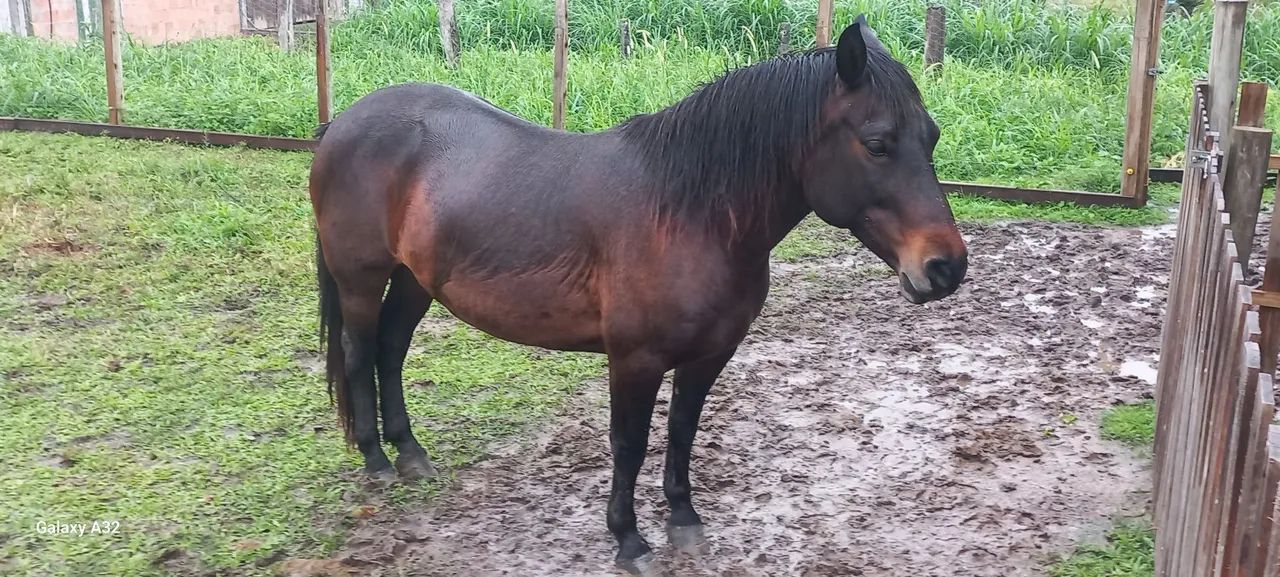 PETIÇA DE MONTARIA - Foto 5