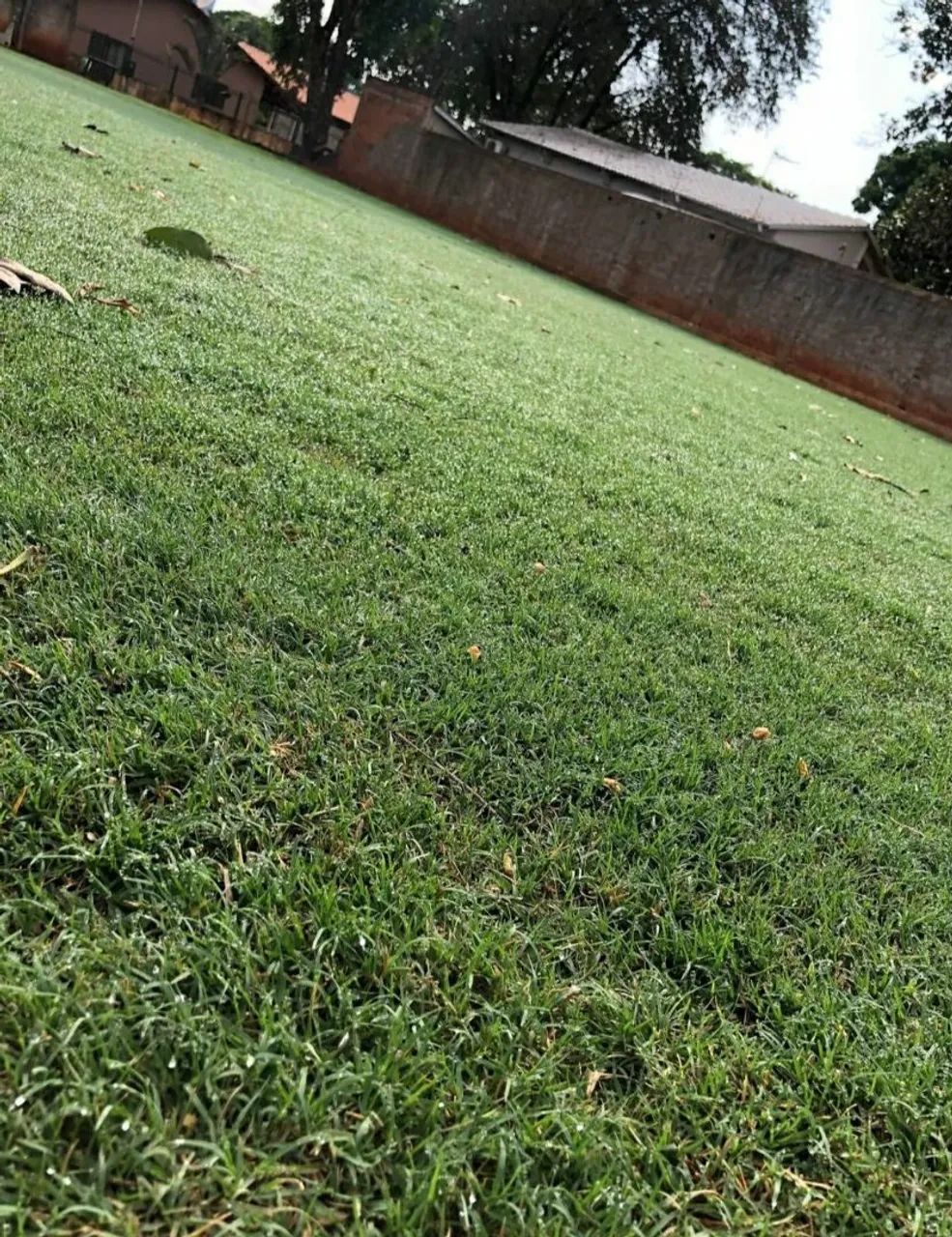 Temos Gramas apartir de 6,99 ó m2 já plantado com calcário/adubo! - Foto 3