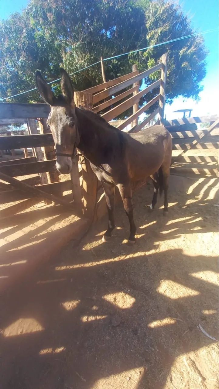 Burro marchador  - Foto 5