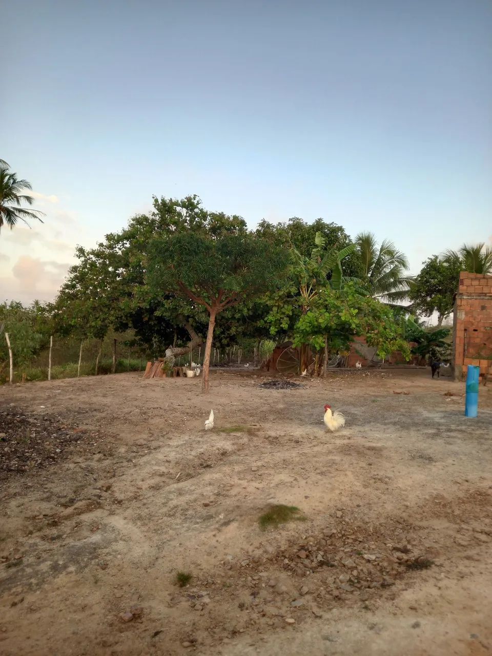 Vendo Propriedade  - Foto 5