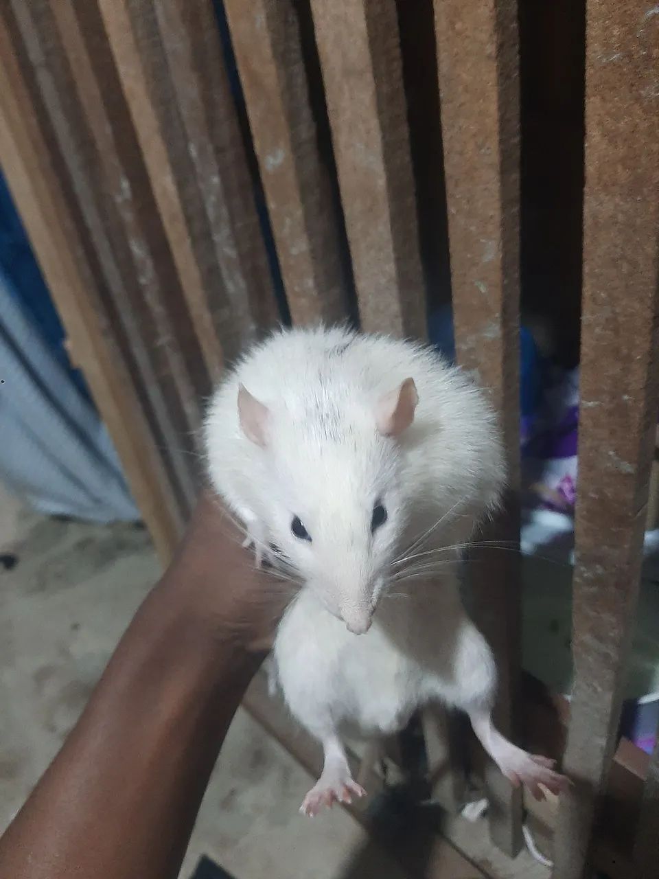 Ratos Twitter a venda  - Foto 3