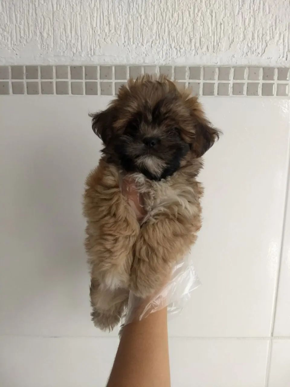  Lhasa Apso Lindos filhotes á pronta entrega, com todo o pós venda e suporte que você prec