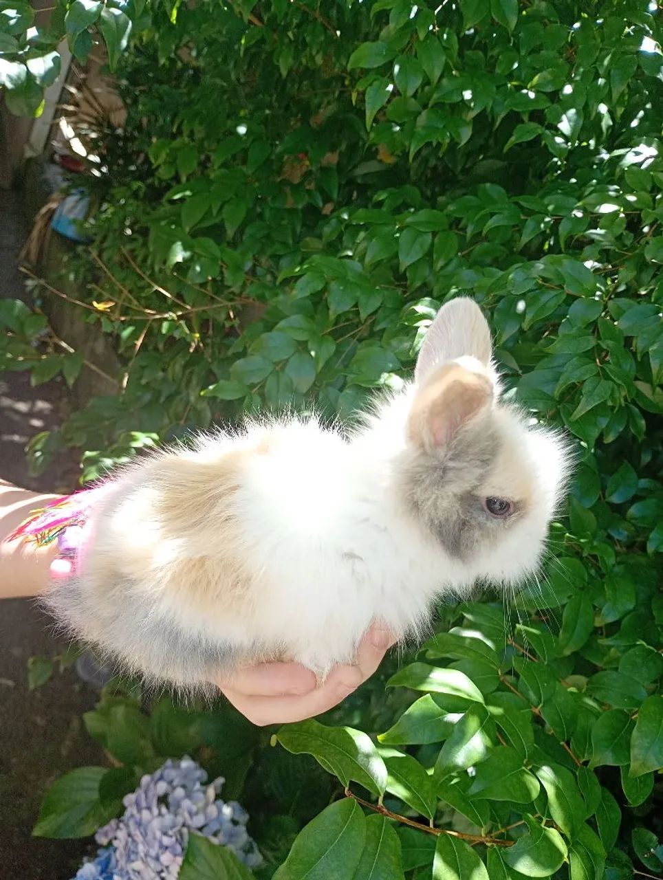 Filhotes de coelho mini lion machos