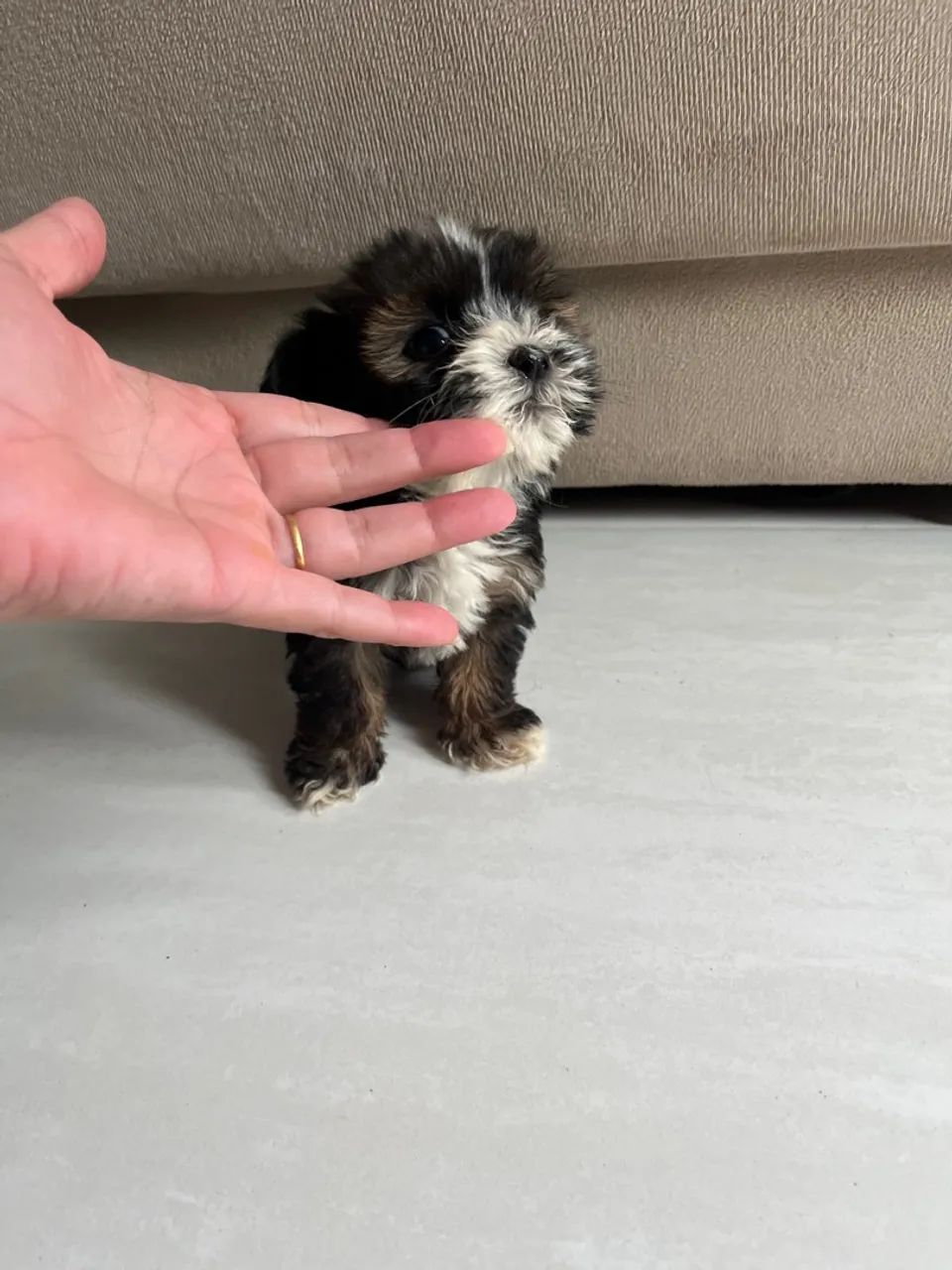 Filhotes Lhasa Apso - Foto 3