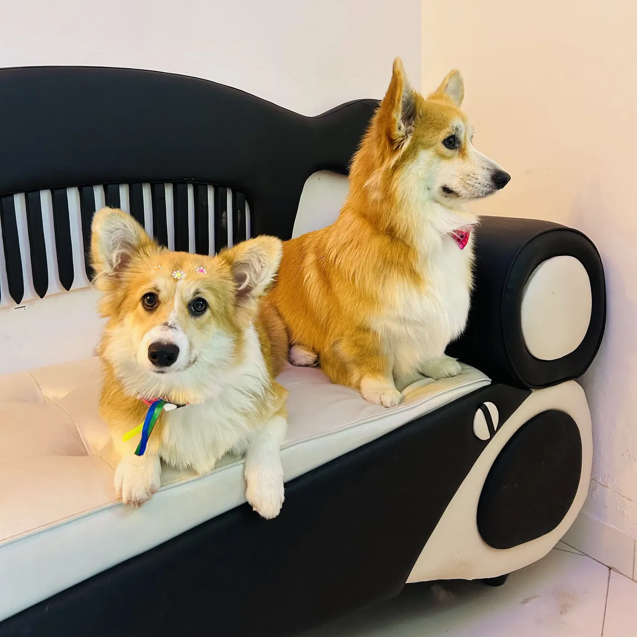 Corgi disponíveis além de várias outras raças que temos a sua disposição