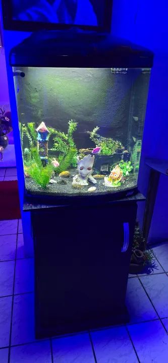 Aquário boyu