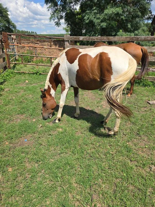 Vendo egua pampa ... maquinaaaa - Foto 2