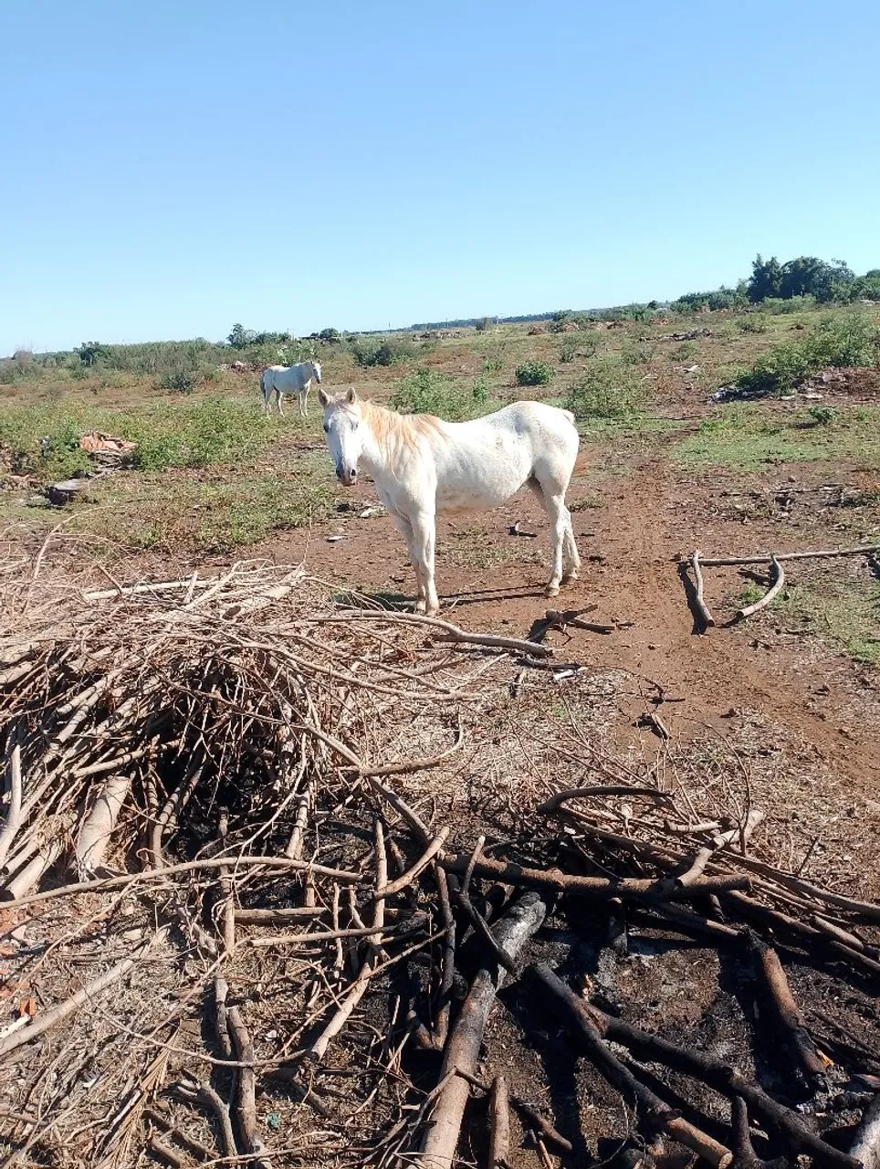 Cavalos em busca de um novo lar