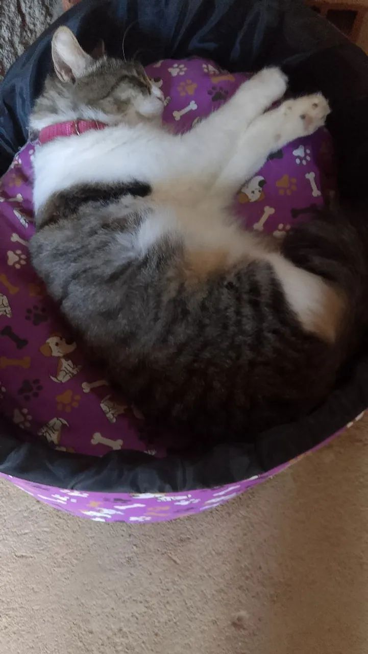 Adoção responsável  - Foto 3