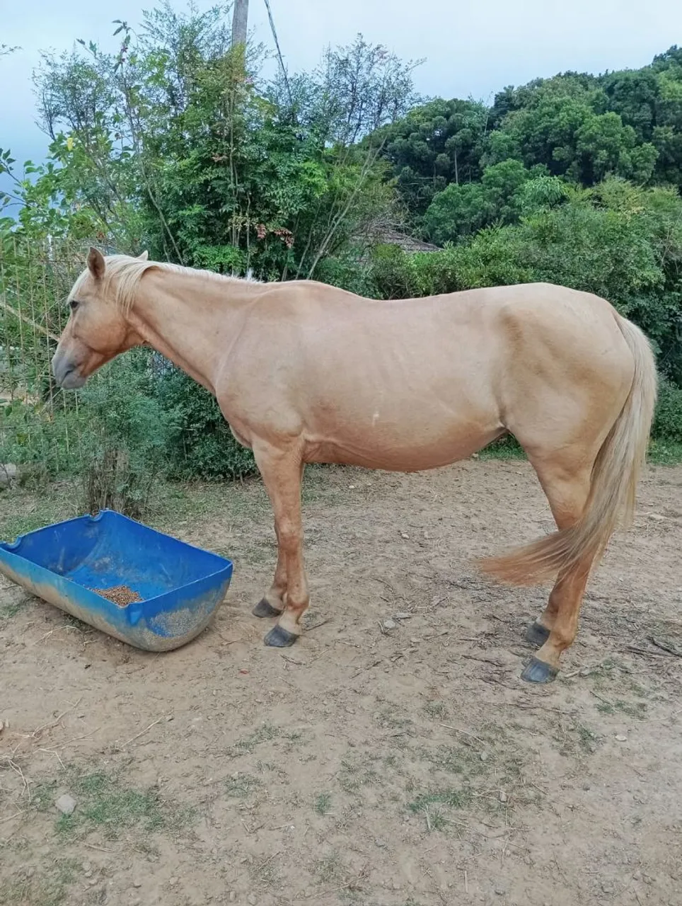 Vendo égua quarto de milha