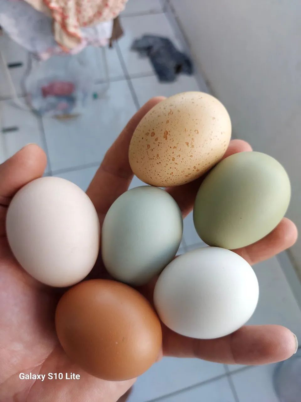 Ovos Caipira Colorido 30und. - Foto 2