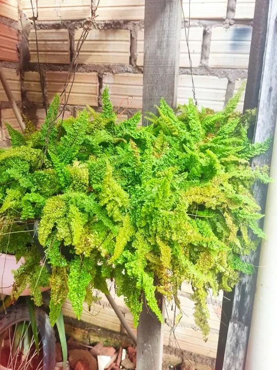 Plantas  - Foto 4