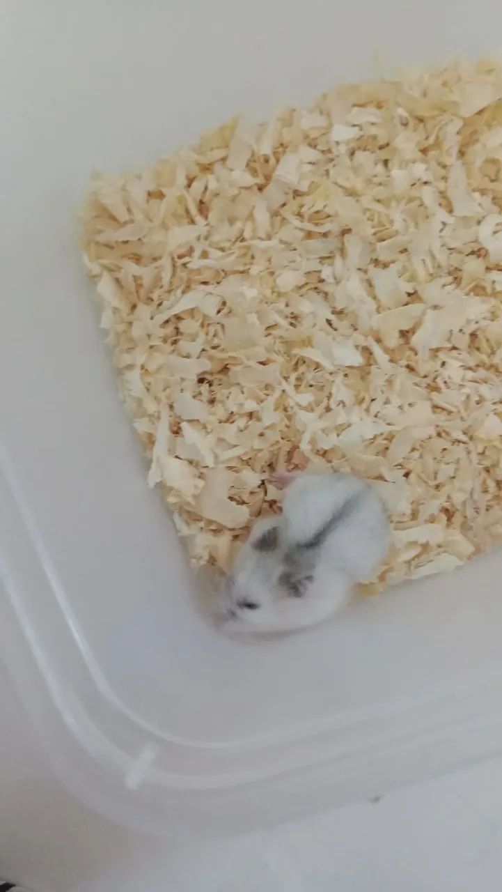 Vendo hamster chinês russo  - Foto 3